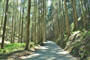 北山杉トレイル