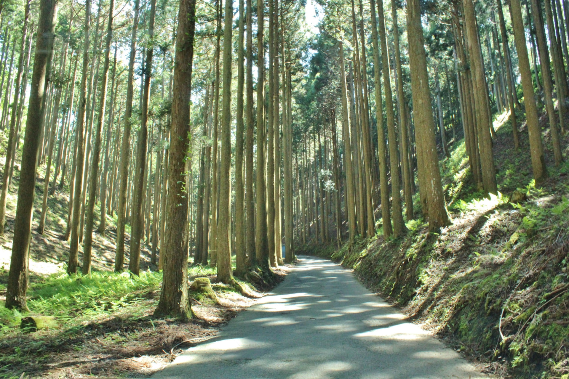 北山杉トレイル